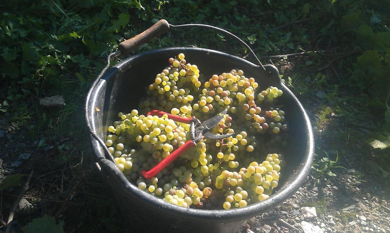 ライヴェンFerienweingut Ulrike Thulアパートメント エクステリア 写真