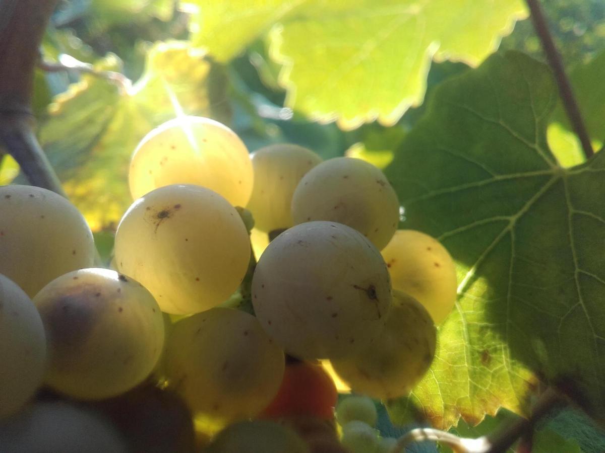 ライヴェンFerienweingut Ulrike Thulアパートメント エクステリア 写真